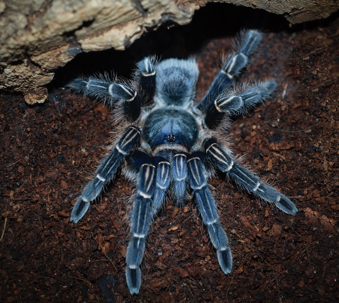 Aphonopelma seemanni “Blue C.F.” – Costa Rican Stripe Knee Tarantula - RARE!!!