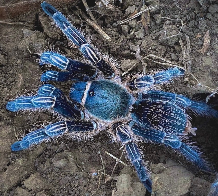 Aphonopelma seemanni “Blue C.F.” – Costa Rican Stripe Knee Tarantula - RARE!!!