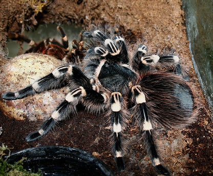 Acanthoscurria geniculata – Giant Brazilian White Knee Tarantula - 3.5+ Female For Sale