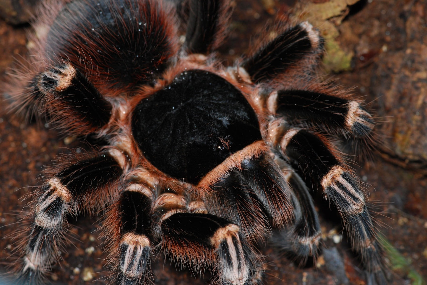 Acanthoscurria geniculata – Giant Brazilian White Knee Tarantula - 3.5+ Female For Sale