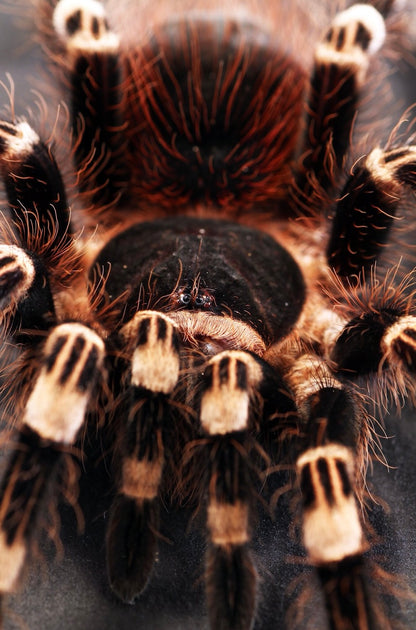 Acanthoscurria geniculata – Giant Brazilian White Knee Tarantula - 3.5+ Female For Sale
