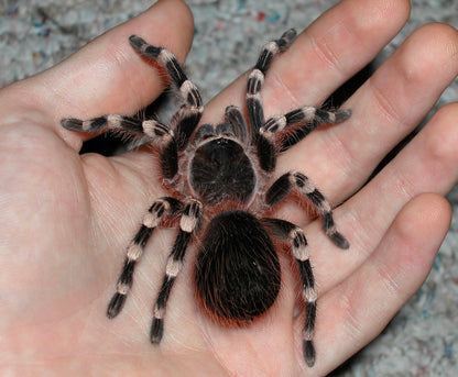 Acanthoscurria geniculata – Giant Brazilian White Knee Tarantula - 3.5+ Female For Sale