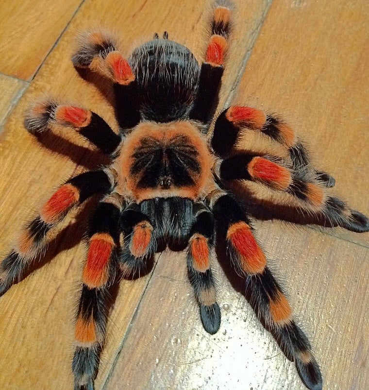 Brachypelma smithi - Giant Mexican Red Knee - Pure Bloodline For Sale