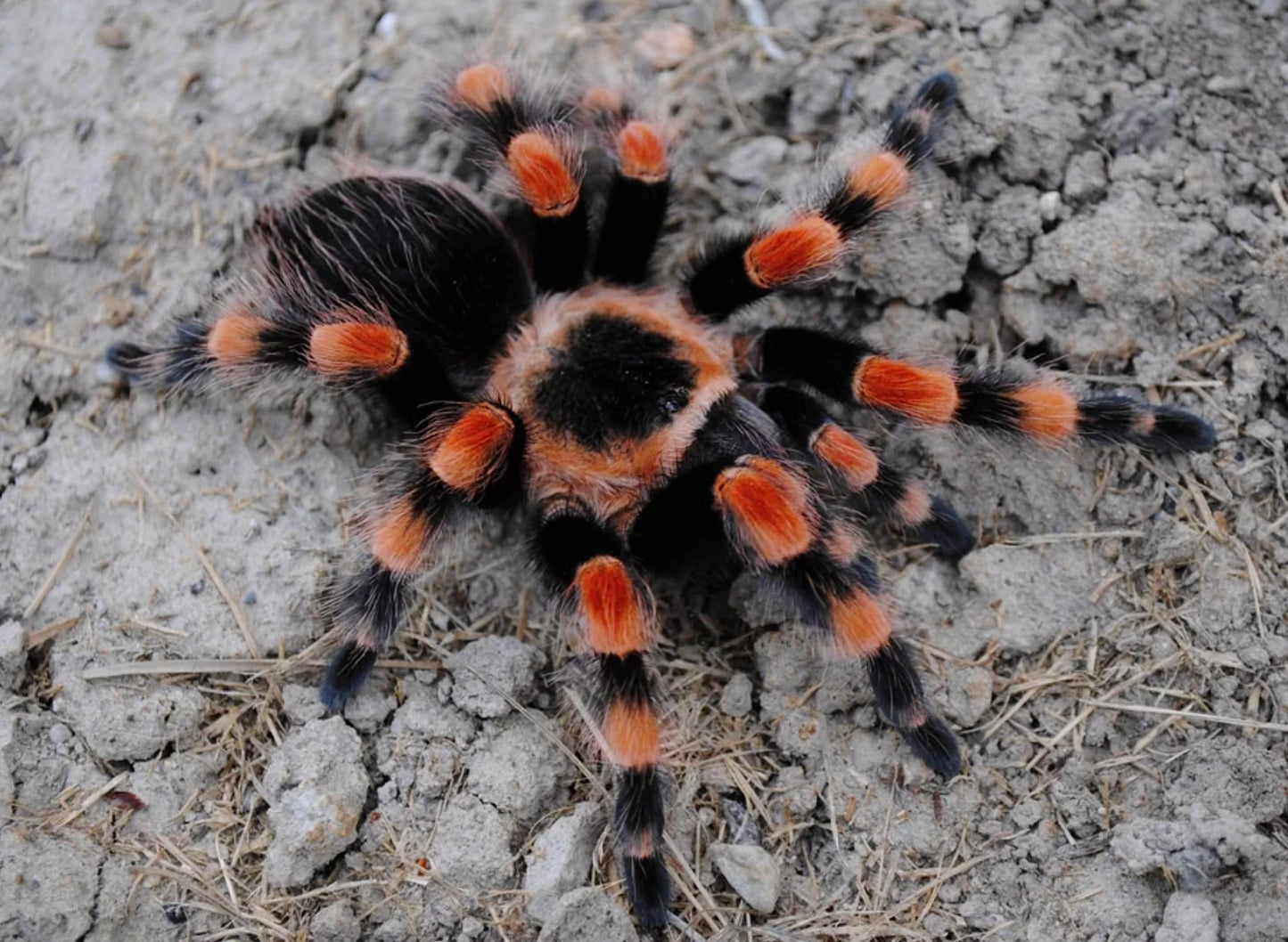 Brachypelma smithi - Giant Mexican Red Knee - Pure Bloodline For Sale