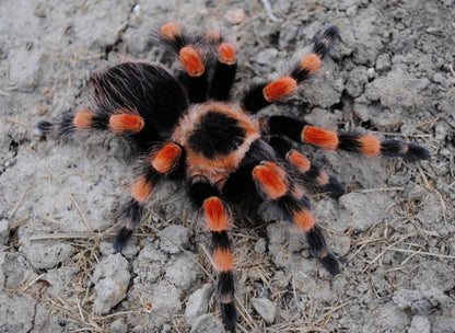 Brachypelma smithi - Giant Mexican Red Knee - Pure Bloodline For Sale