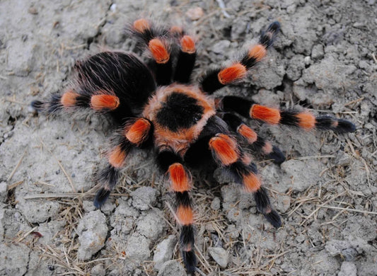 Brachypelma smithi - Giant Mexican Red Knee - Pure Bloodline For Sale
