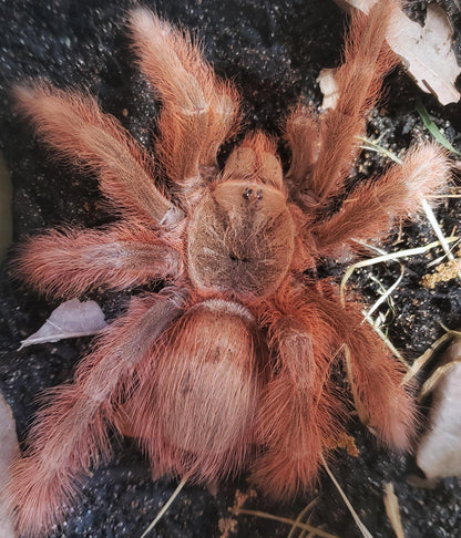 Nhandu tripepi – Strawberry Blonde Bird Eater - In Stock!