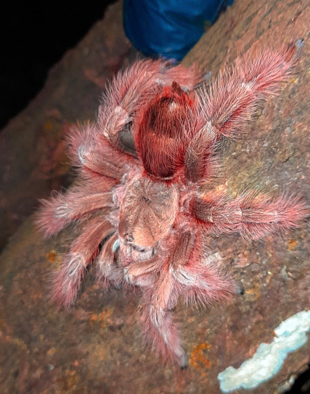 Giant Tarantulas! – Page 2 – Westside Tarantulas