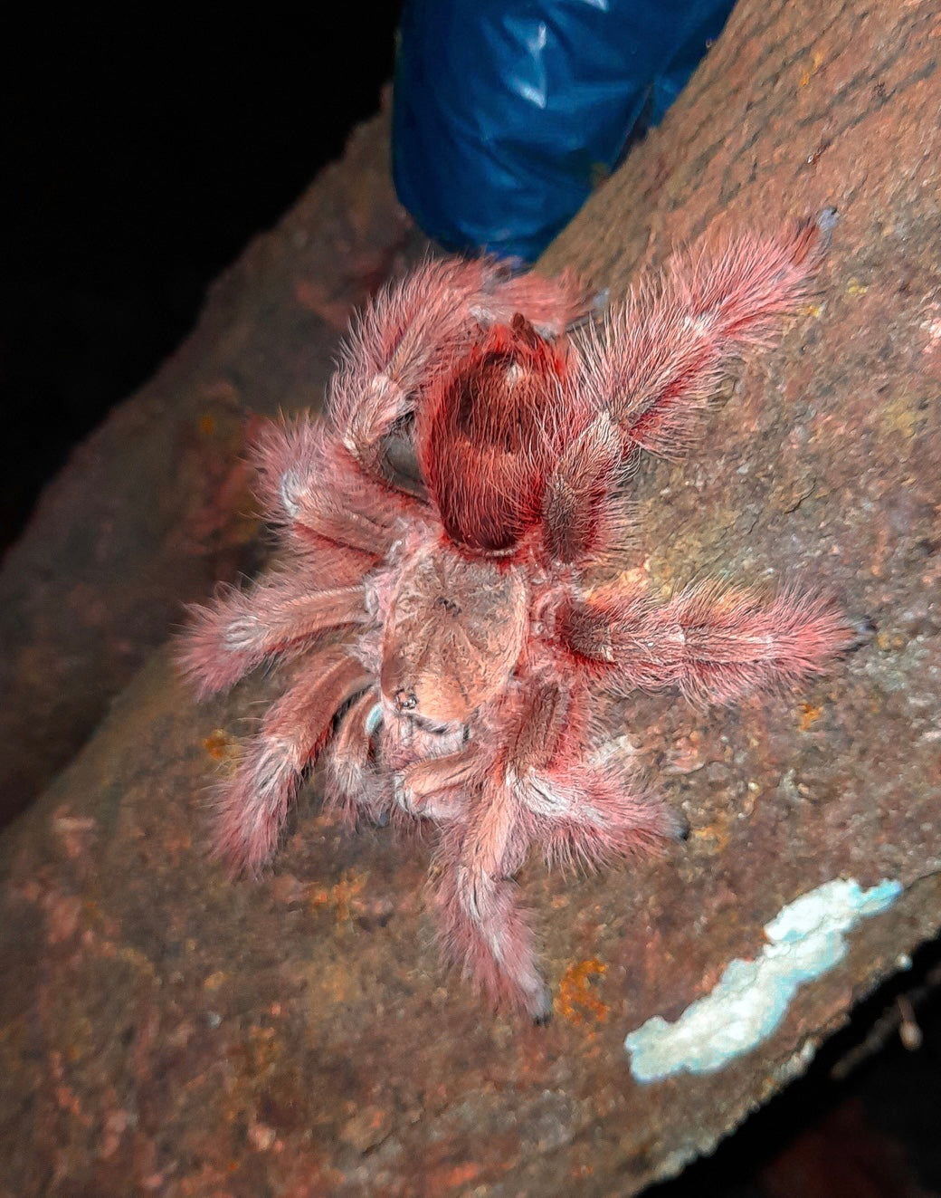 Nhandu tripepi – Strawberry Blonde Bird Eater - In Stock!