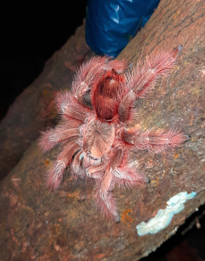 Nhandu tripepi – Strawberry Blonde Bird Eater - In Stock!