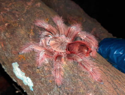 Nhandu tripepi – Strawberry Blonde Bird Eater - In Stock!