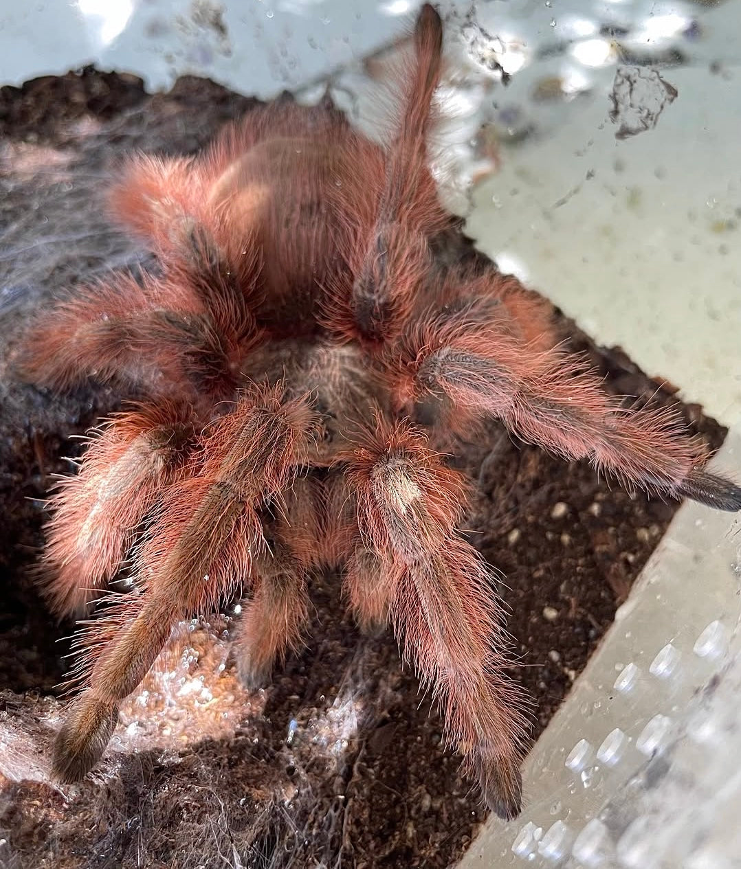 Nhandu tripepi – Strawberry Blonde Bird Eater - In Stock!