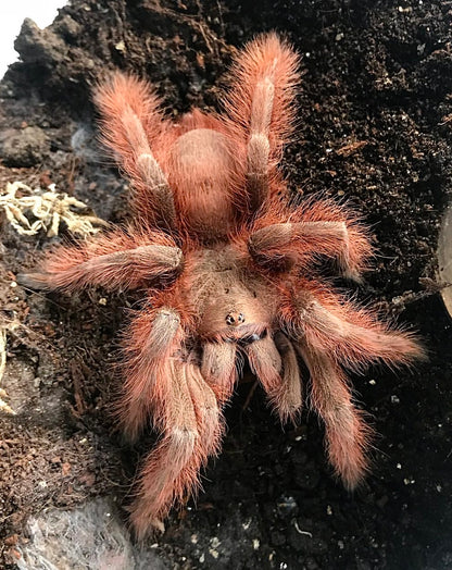 Nhandu tripepi – Strawberry Blonde Bird Eater - In Stock!