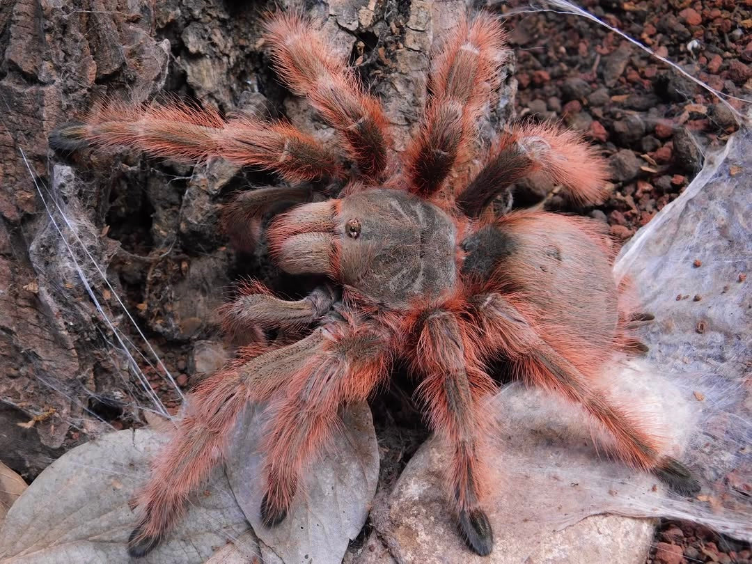 Nhandu tripepi – Strawberry Blonde Bird Eater - In Stock!