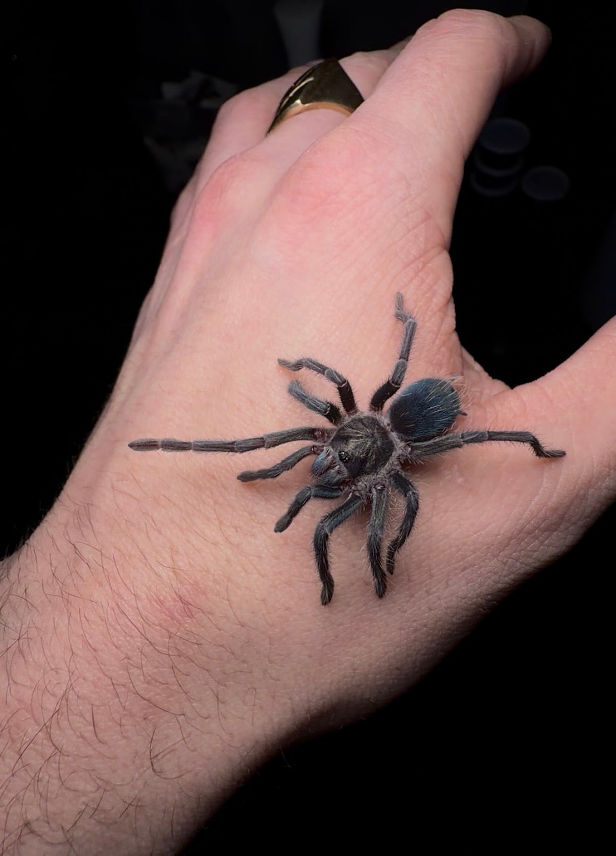 Phormictopus sp. Dominican Purple - Gargantuan Purple Giant - For Sale