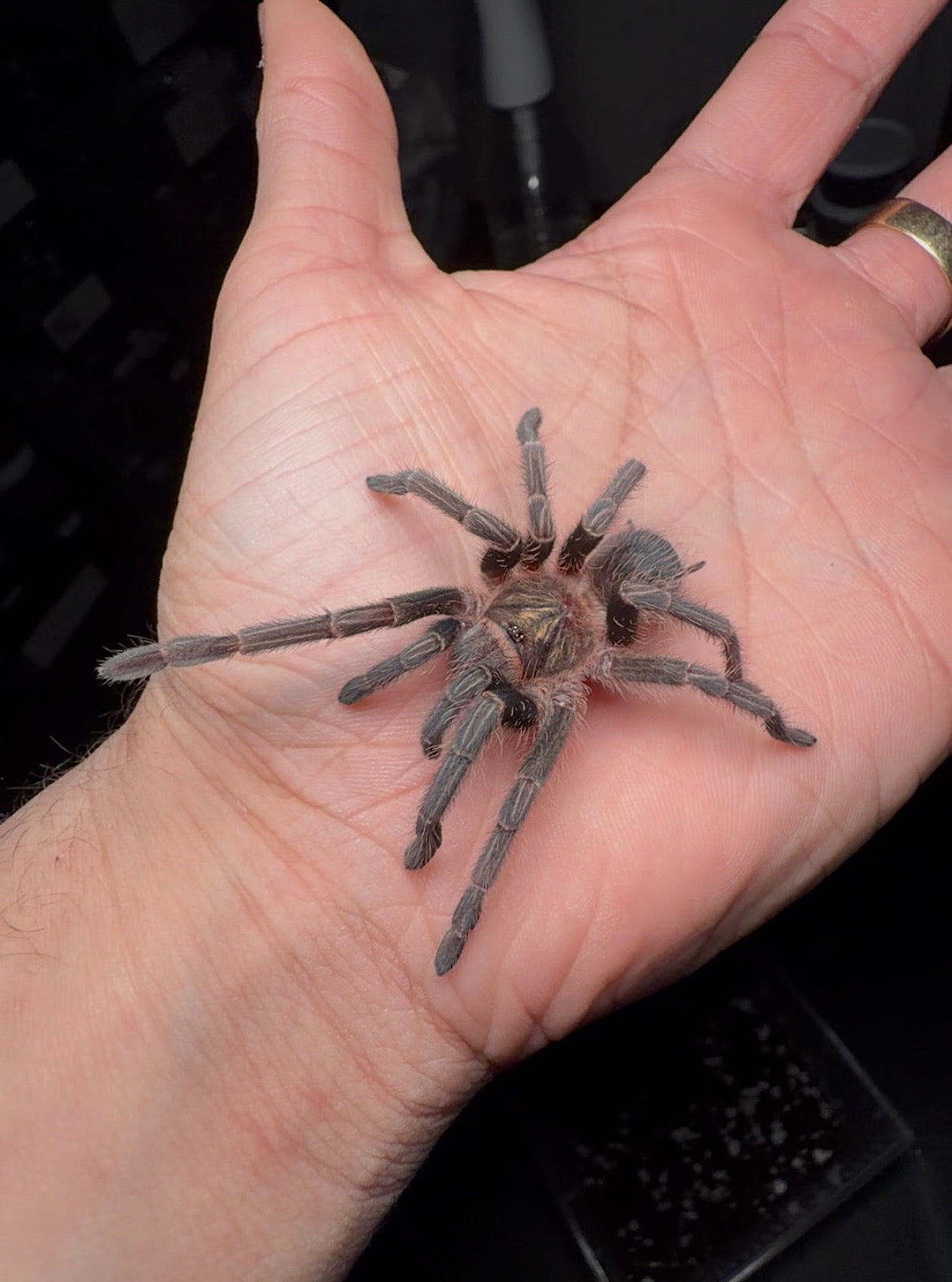 Phormictopus sp. Dominican Purple - Gargantuan Purple Giant - For Sale