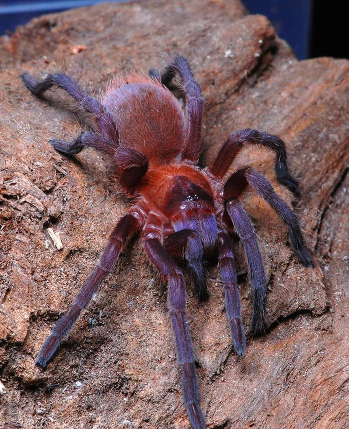 Orange/Violet Masked Tarantula - Citharacanthus Cyaneus adult female close up detail 