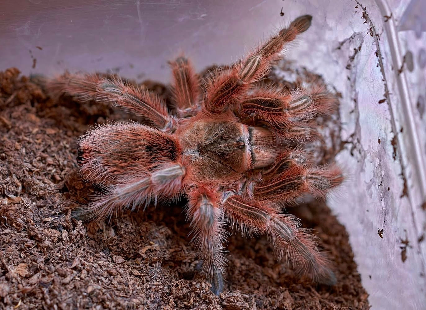 Grammostola Concepcion - Chilean Lava Cream - EXTREMELY RARE!