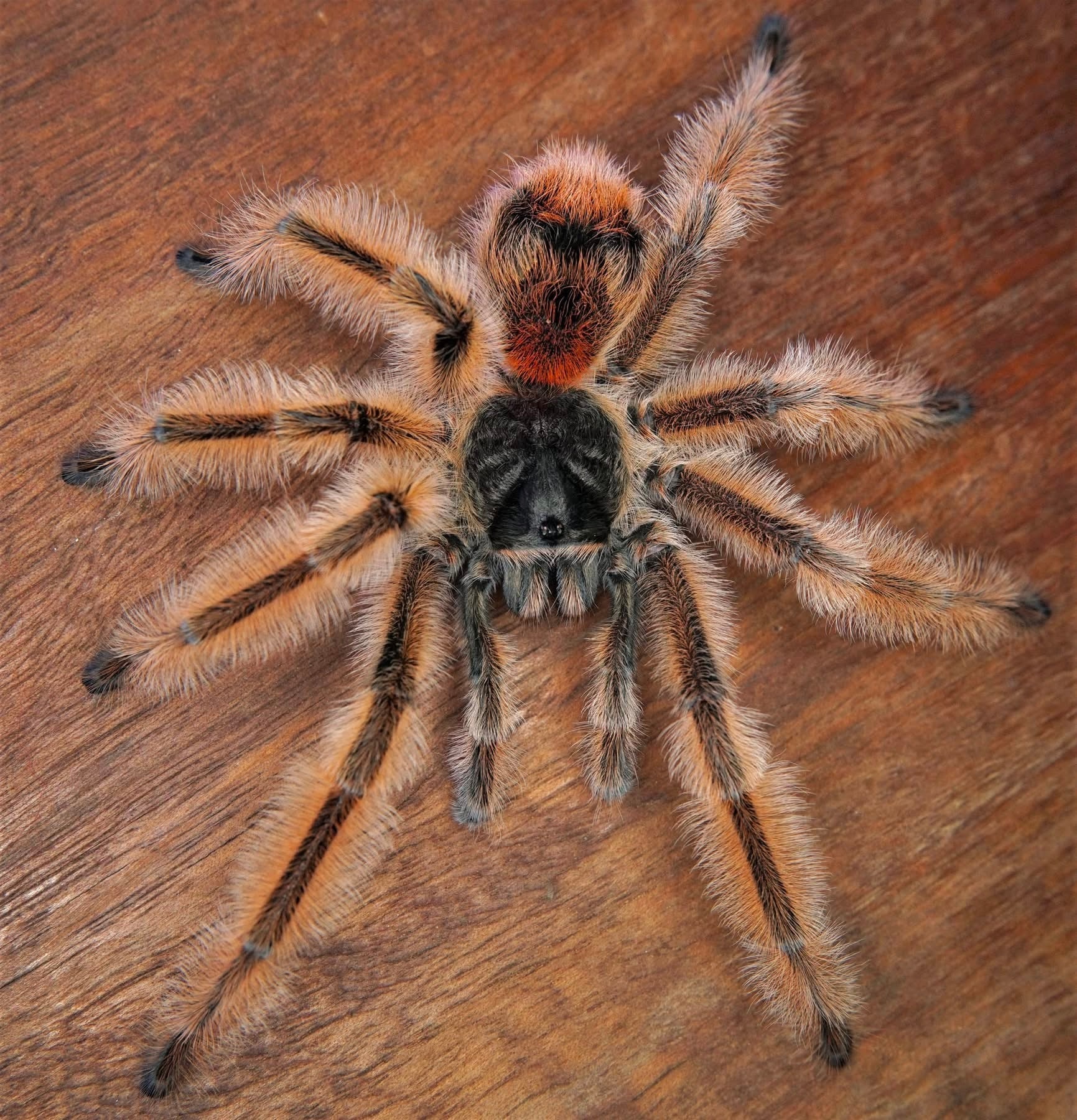 Phrixotrichus vulpinus tarantula for sale 