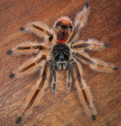 Phrixotrichus vulpinus tarantula for sale 