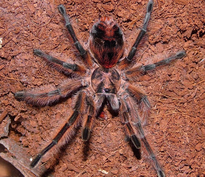 Phrixotrichus scrofa - Chilean Pink Burst Tarantula - EXTREMELY RARE!