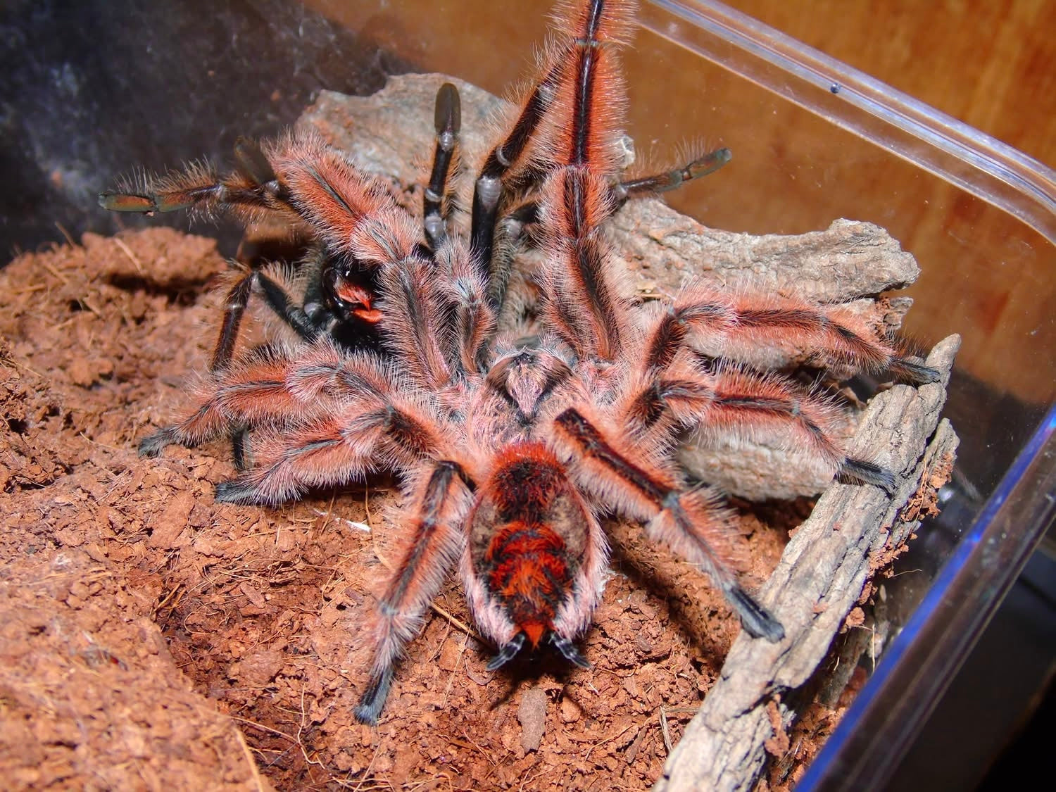 New World Tarantulas – Page 7 – Westside Tarantulas