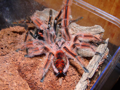 Phrixotrichus scrofa - Chilean Pink Burst Tarantula - EXTREMELY RARE!