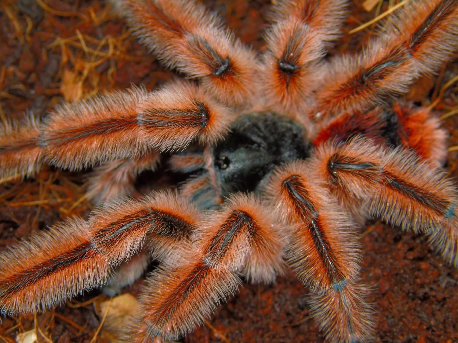 Close up shot of Phrixotrichus vulpinus tarantula 