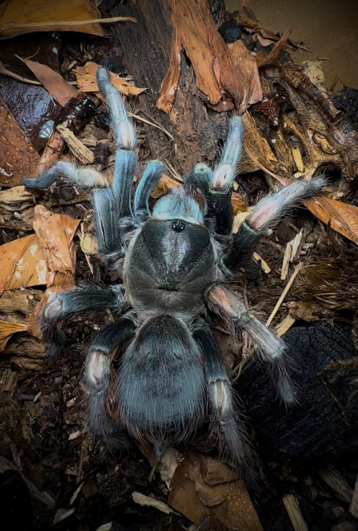 Lasiodorides polycuspulatus – Polychromatic Bird Eater - For Sale!