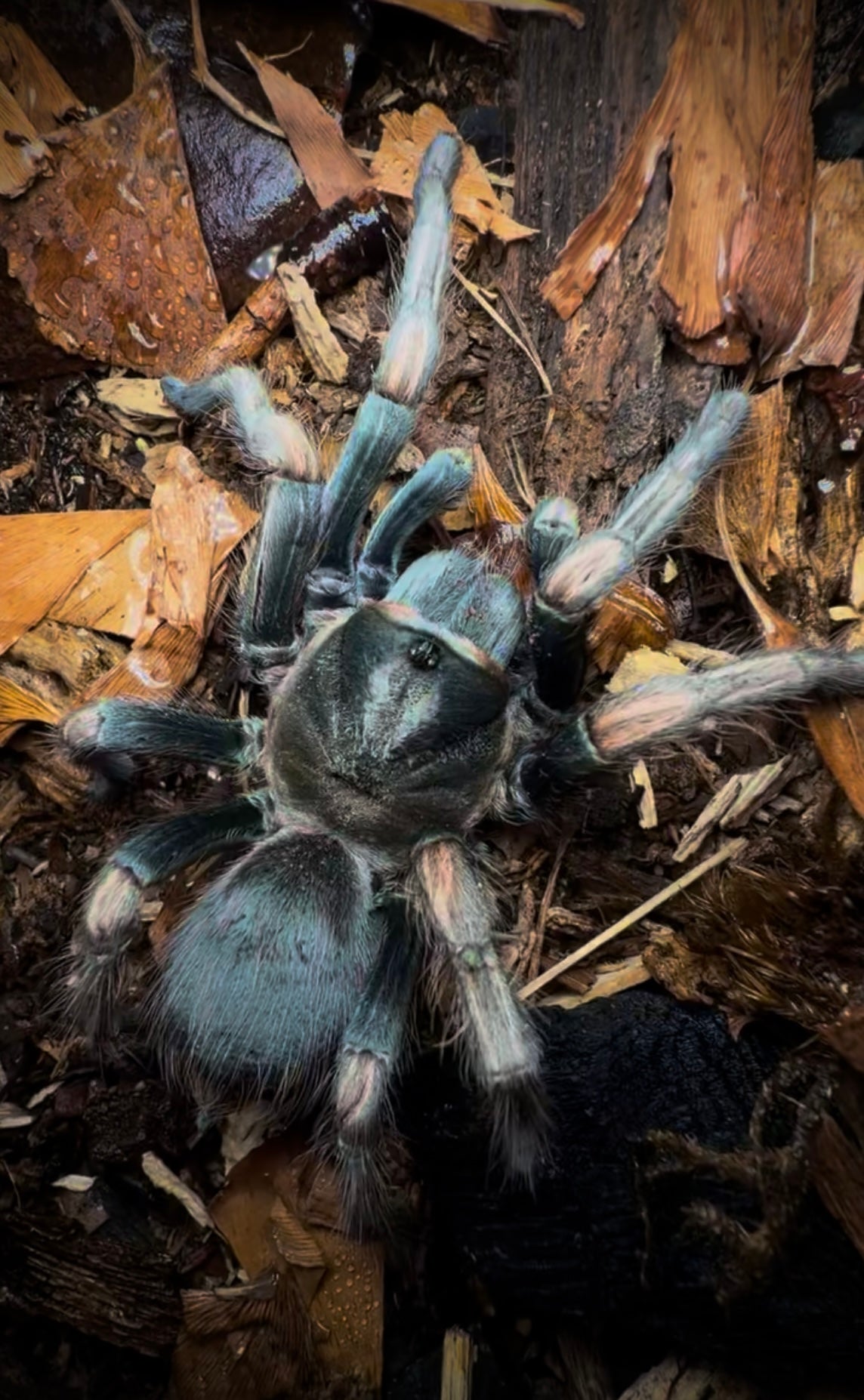 Lasiodorides polycuspulatus – Polychromatic Bird Eater - For Sale!