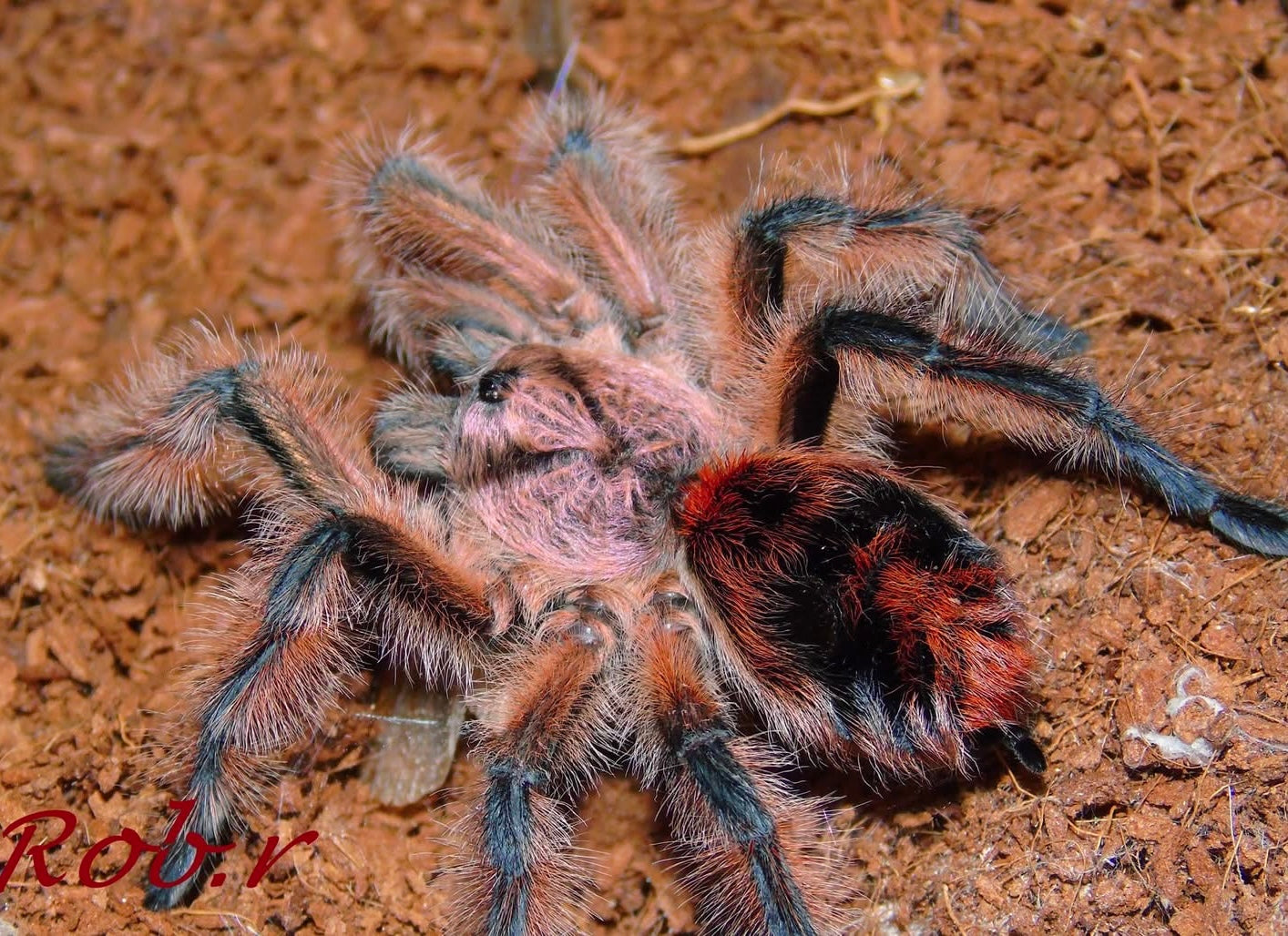 Phrixotrichus scrofa - Chilean Pink Burst Tarantula - EXTREMELY RARE!