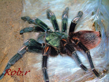 Euathlus sp. Hermosa - Dusky Teal Beauty - For Sale