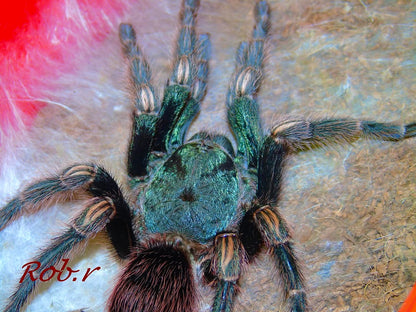 Euathlus sp. Hermosa - Dusky Teal Beauty - For Sale