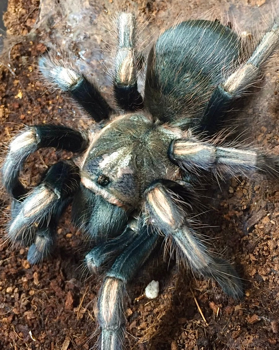 Lasiodorides polycuspulatus – Polychromatic Bird Eater - For Sale!