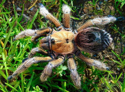 Euathlus Manicata Gold - Chilean Golden Flame - Female For Sale