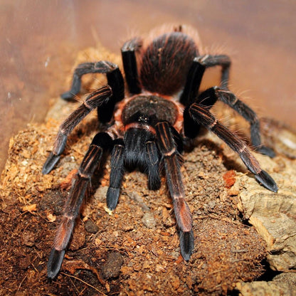 Sericopelma sp. Santa Catalina - The Velvety Orange Bird-Eater - Female