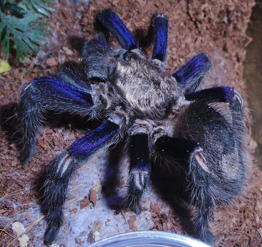Euathlus truculentus - Chilean Blue Femur - 3+ inch Female!