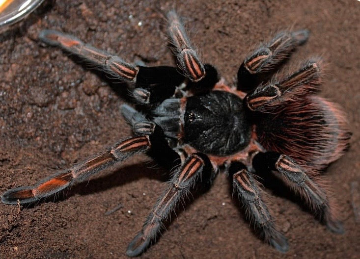 Sericopelma sp. Santa Catalina - The Velvety Orange Bird-Eater - Female