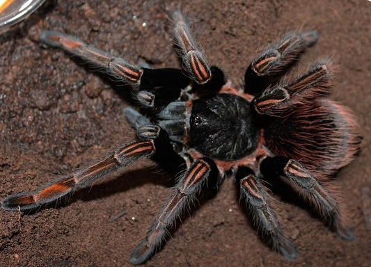 Sericopelma sp. Santa Catalina - The Velvety Orange Bird-Eater - Female