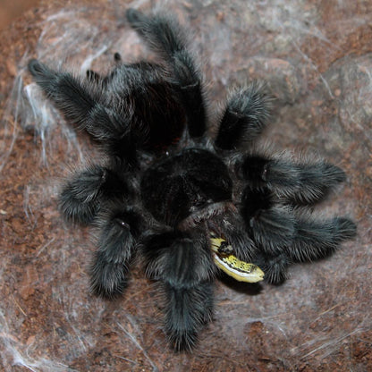 Grammostola actaeon - Velvet Black Bird Eater - Back in STOCK!