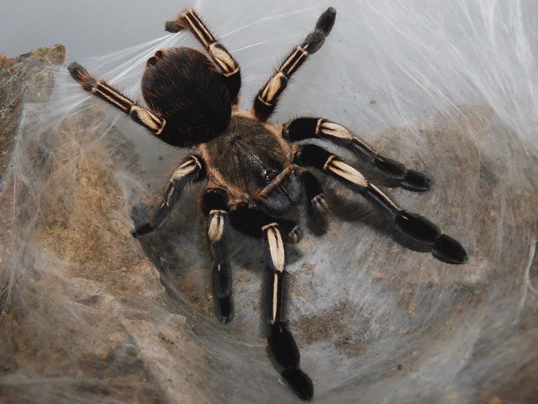 Ephebopus murinus – Skeleton Leg Tarantula - Adult Female For Sale