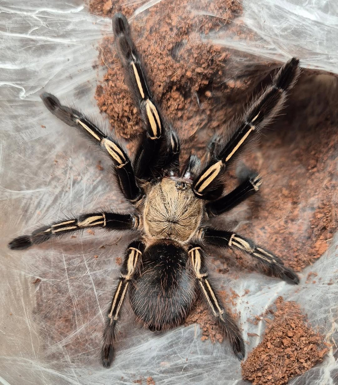 Ephebopus murinus – Skeleton Leg Tarantula - Adult Female For Sale