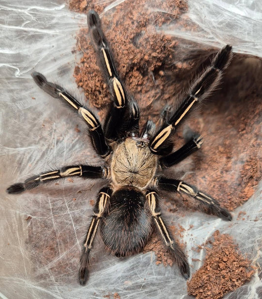 Ephebopus murinus – Skeleton Leg Tarantula - Adult Female For Sale