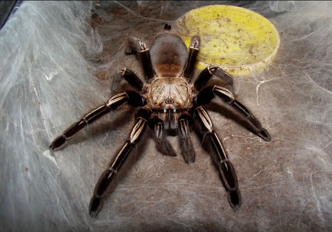 Ephebopus murinus – Skeleton Leg Tarantula - Adult Female For Sale