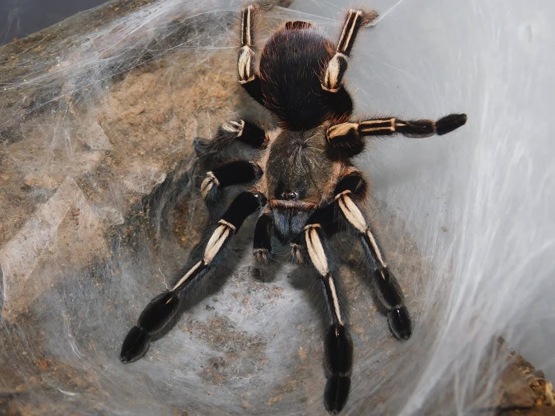 Ephebopus murinus – Skeleton Leg Tarantula - Adult Female For Sale