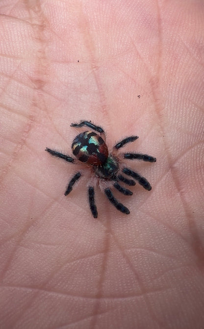 Brazilian Jewel Tarantula - Typhochlaena seladonia - For Sale! - In Stock