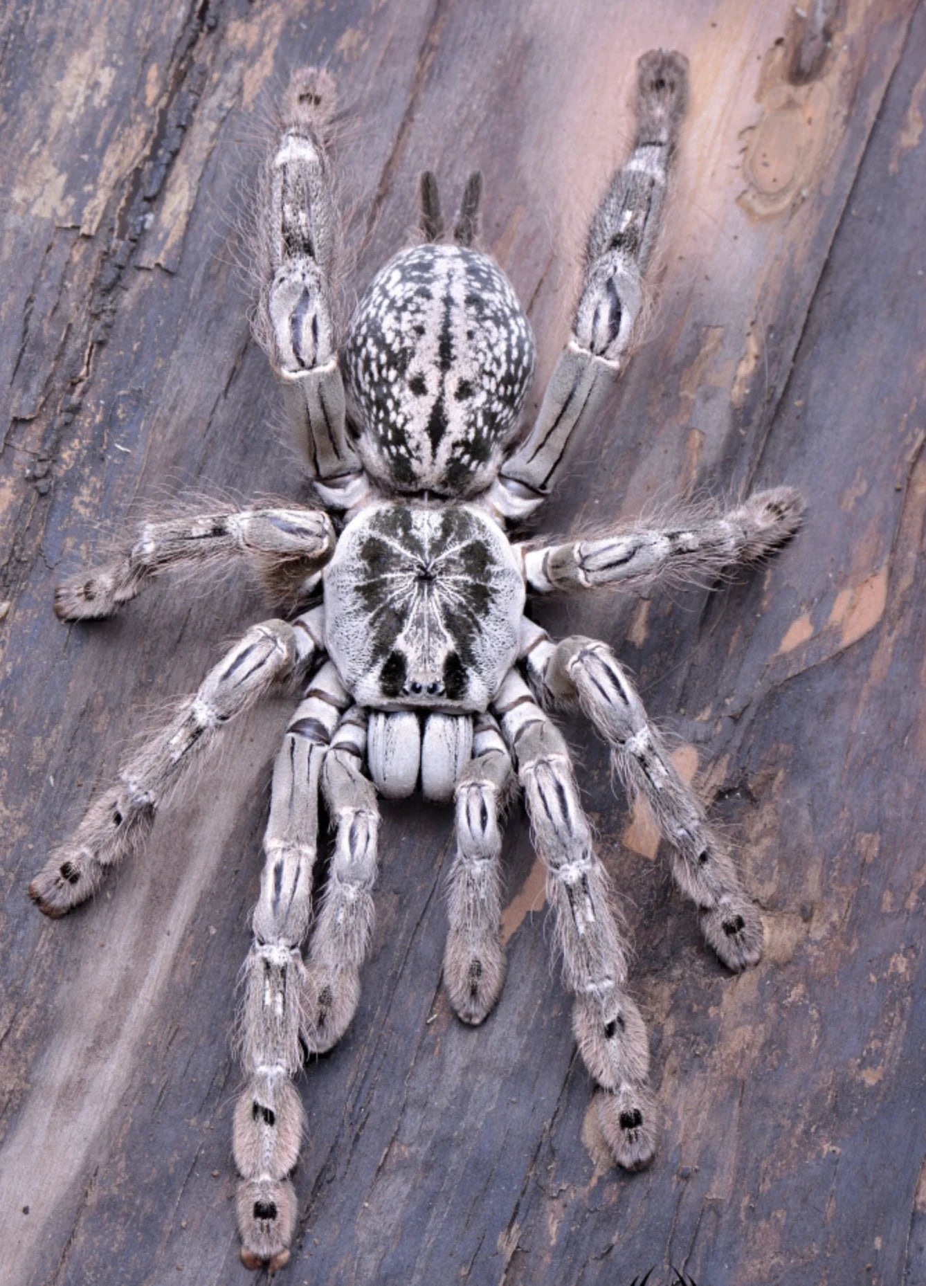 🎁 Free With Orders $89+ - Hetroscoda maculata - 0.75 inch Captive Bred!