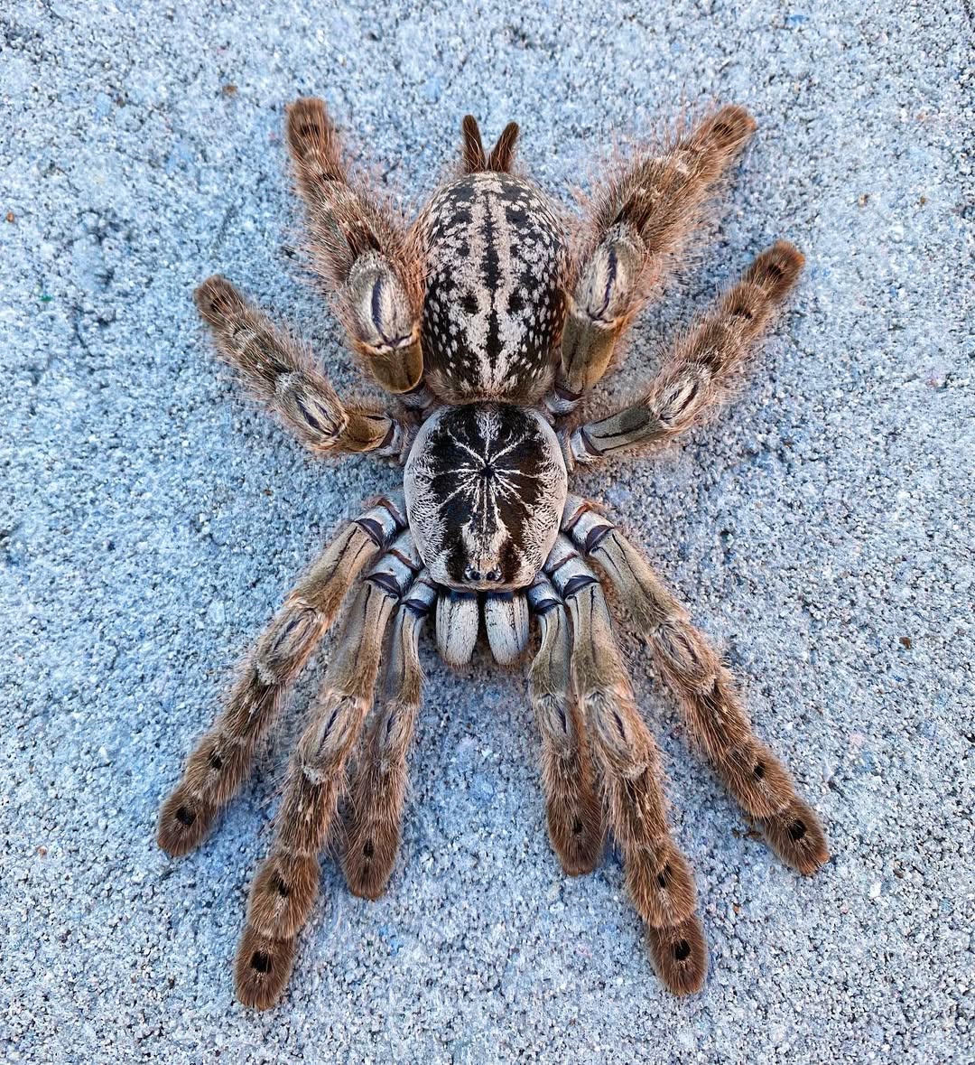 🎁 Free With Orders $89+ - Hetroscoda maculata - 0.75 inch Captive Bred!