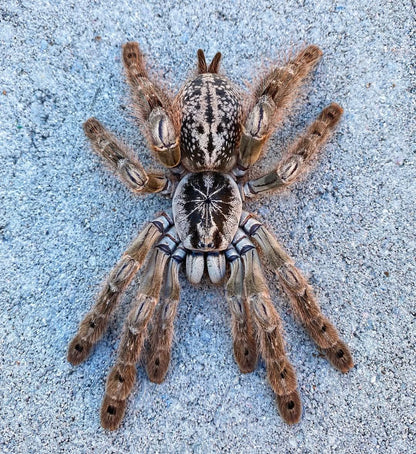 🎁 Free With Orders $89+ - Hetroscoda maculata - 0.75 inch Captive Bred!