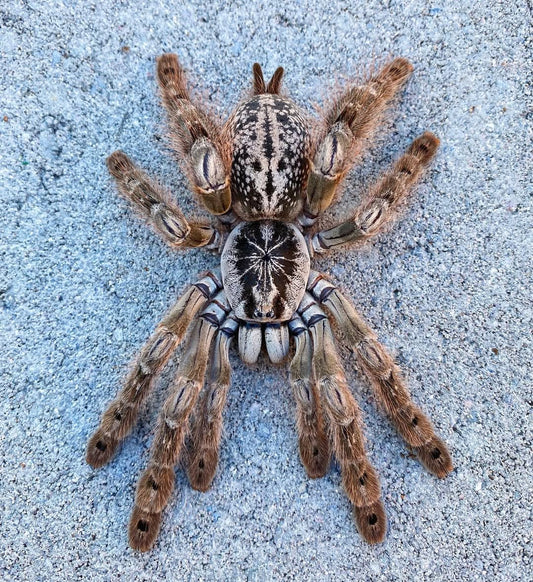 🎁 Free With Orders $89+ - Hetroscoda maculata - 0.75 inch Captive Bred!